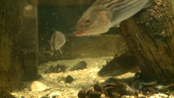 水生生物的特写 — 图库视频影像