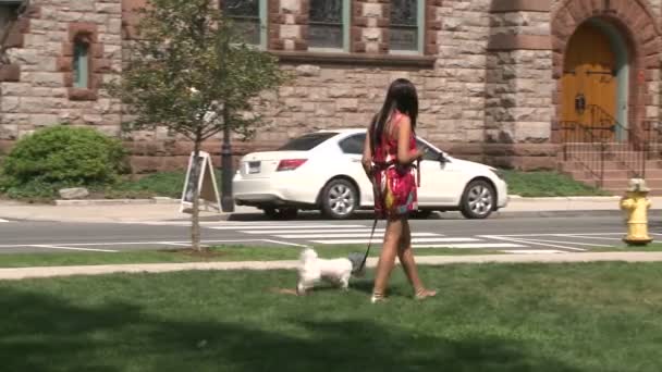 Vrouw lopen beetje witte hond (2 van 2) — Stockvideo