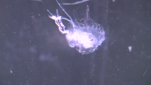 Изысканные медузы в аквариуме — стоковое видео