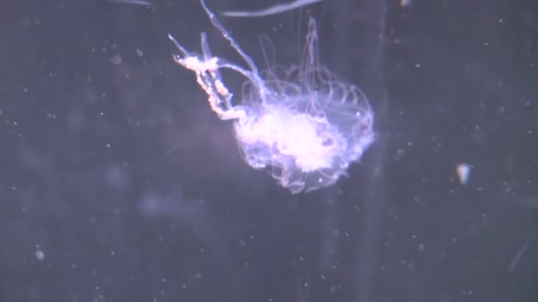 Meduse graziose in acquario — Video Stock