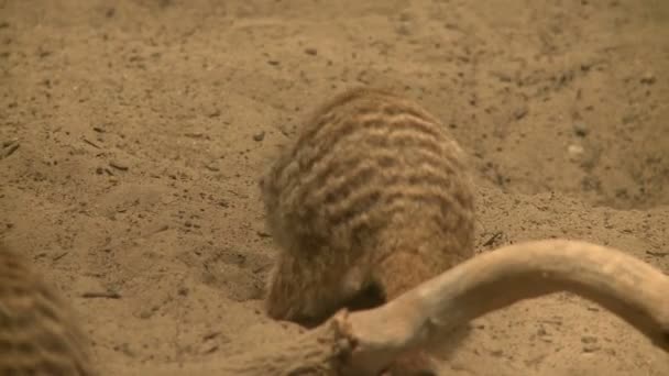 Suricatas curiosas en el zoológico — Vídeos de Stock