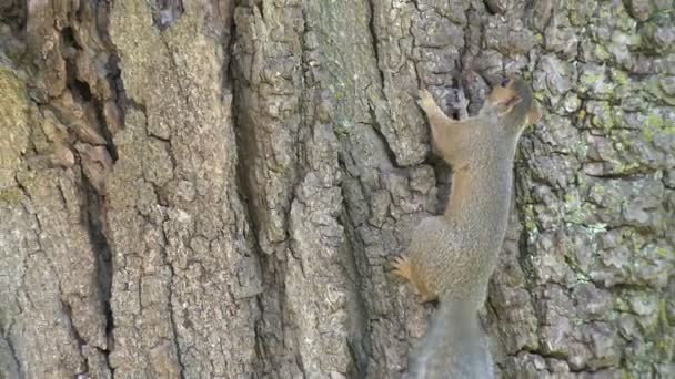 Σκίουρος πάνω σε ένα δέντρο (1 από 4) — Αρχείο Βίντεο