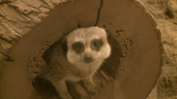 Nieuwsgierig meerkat in dierentuin — Stockvideo