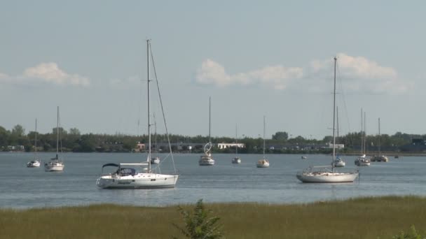 Voiliers au repos dans l'eau — Video