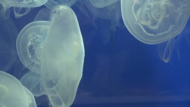 Medusas elegantes en el acuario — Vídeo de stock