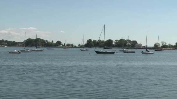 Sailboats on the bay (5 of 8) — Stock Video