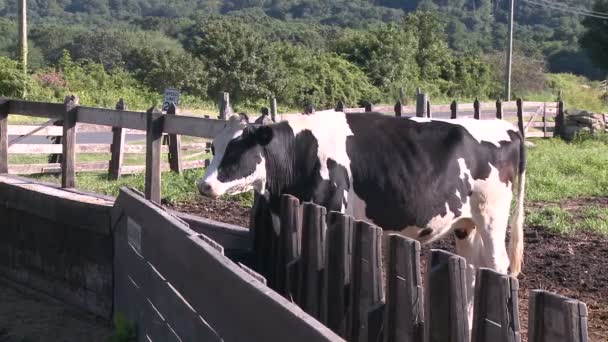 Выпас коров на пастбище (4 из 9) ) — стоковое видео
