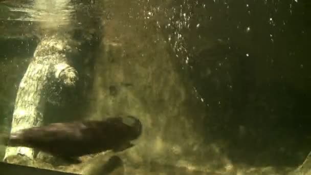 Speelse otters zwemmen in dierentuin — Stockvideo