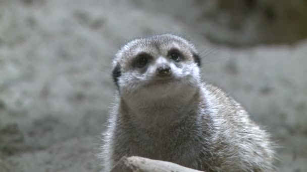 Curious meerkat in zoo — Stock Video