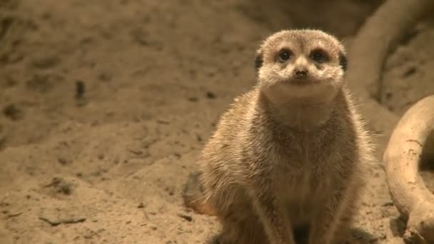 Meerkat aneh di kebun binatang — Stok Video