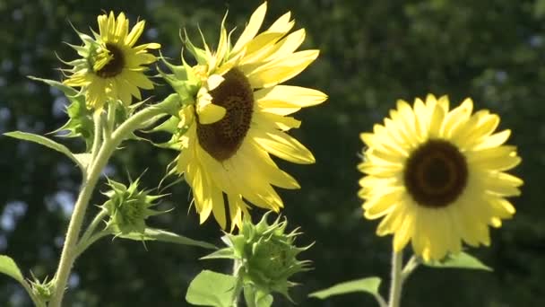 耀眼明亮的花朵 (6 的7) — 图库视频影像