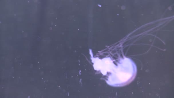 Витончена медуза в акваріумі — стокове відео