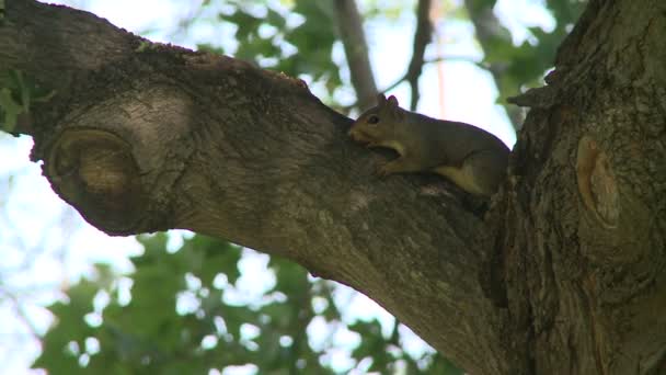 Squirrel's antics in tree — Stock Video