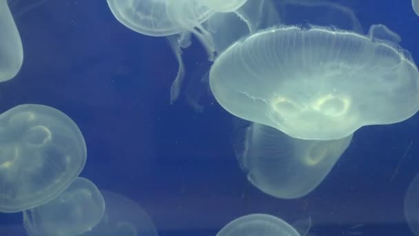 Medusas graciosas no aquário — Vídeo de Stock