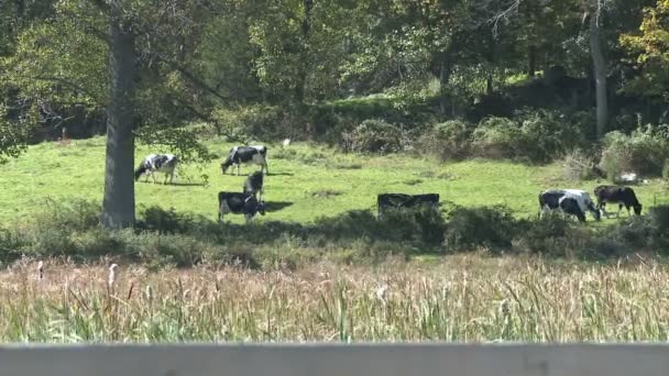 Vacas que pastam no prado — Vídeo de Stock