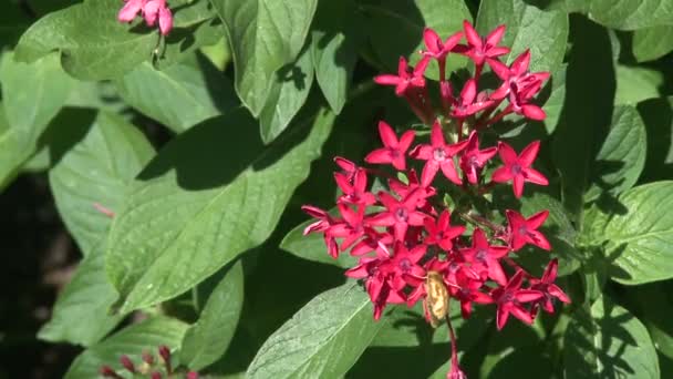 Fleurs brillantes éblouissantes — Video