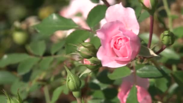 Рожева квітка троянди — стокове відео