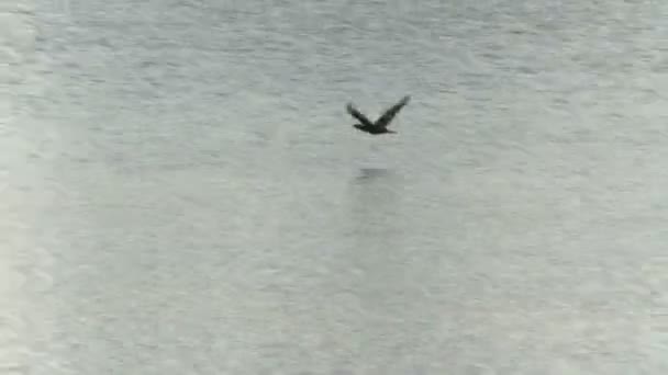 Ptak leci nad jeziorem — Wideo stockowe