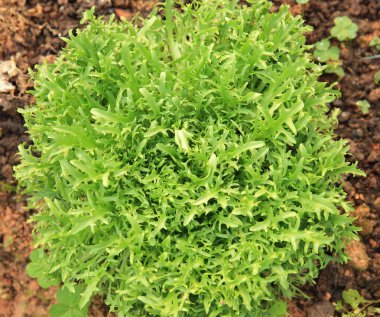 Büyüme Garden Ruccola bırakır