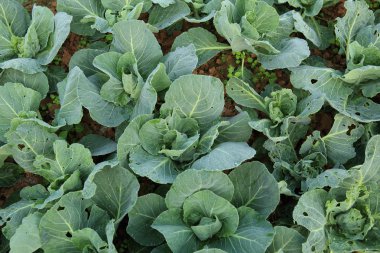 Sebze Bahçe büyüyen yeşil lahana