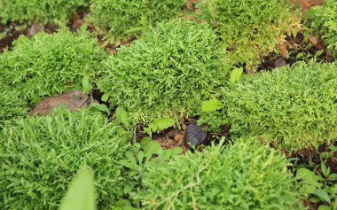 Garden Ruccola yaprakları