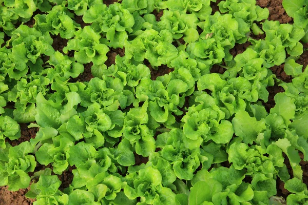 Green lettuce leaves — Stock Photo, Image