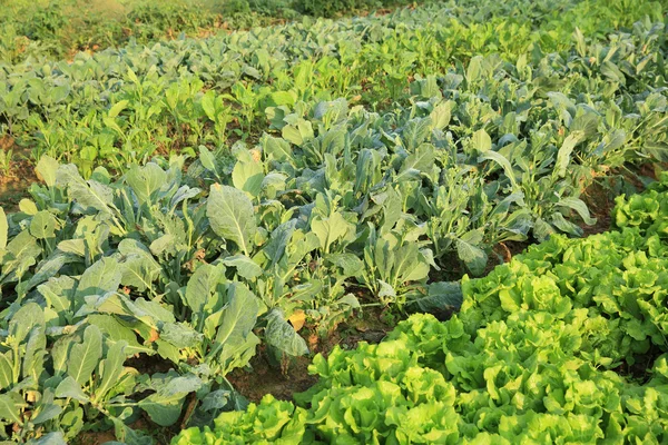 Groenten planten verscheidenheid — Stockfoto