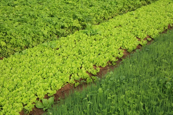 Grönsaker växter olika — Stockfoto