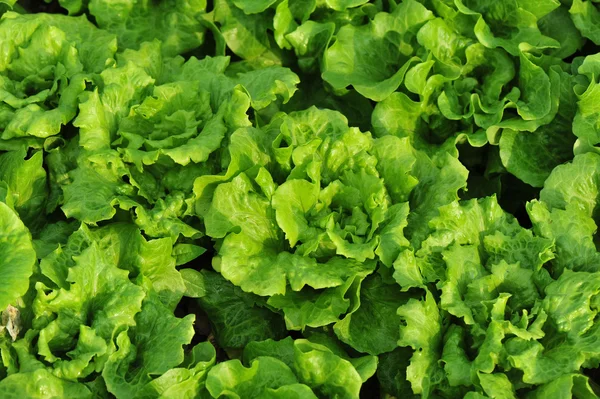 Green lettuce leaves — Stock Photo, Image