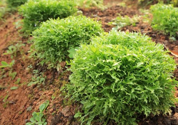 Folhas Ruccola Crescimento Jardim — Fotografia de Stock