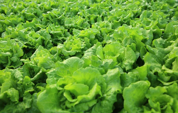 Grüne Salatblätter — Stockfoto