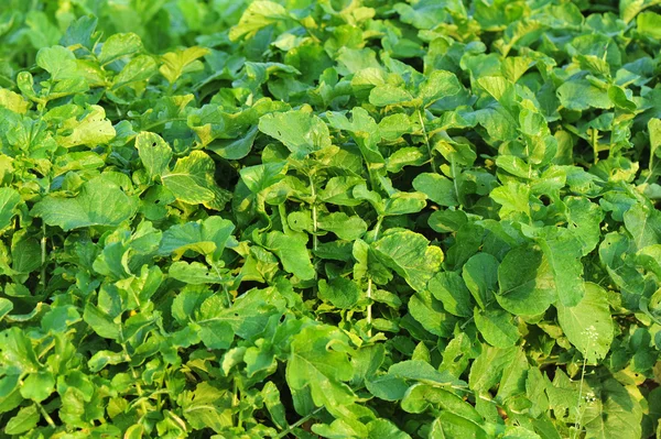Green radish plants — Stock Photo, Image