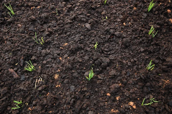 Plantas de alho-porro verde — Fotografia de Stock