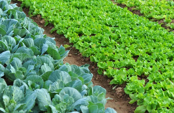 Зеленый салат и капуста — стоковое фото