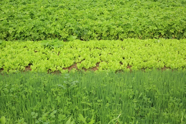 Groenten planten verscheidenheid — Stockfoto