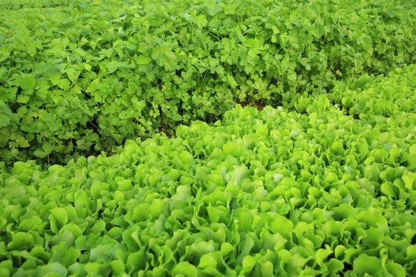 Gemüsepflanzenvielfalt — Stockfoto