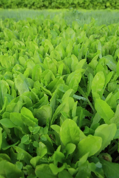 Feuilles de laitue verte — Photo