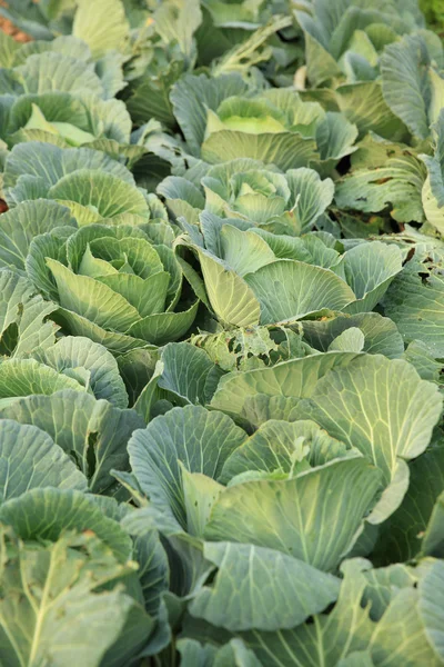Grünkohl im Gemüsegarten — Stockfoto