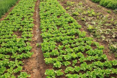 Yeşil marul yaprakları