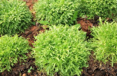 Garden Ruccola yaprakları