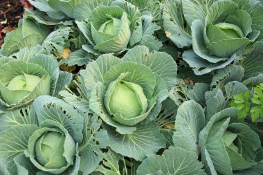 Sebze bahçesinde yeşil lahana yetişiyor.