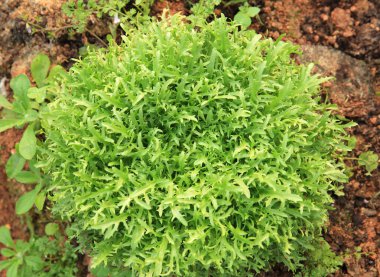 Garden Ruccola yaprakları