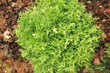 Garden Ruccola yaprakları