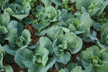 sebze bahçesinde yeşil lahana