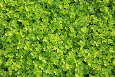 Yeşil kereviz bitkiler