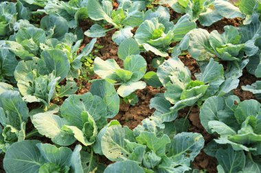 sebze bahçesinde yeşil lahana