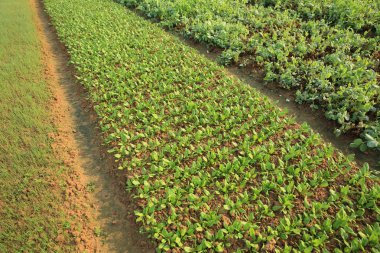 sebze bitkilerin çeşitli