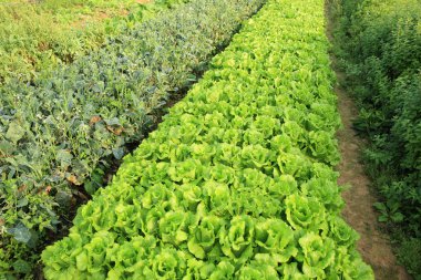 sebze bitkilerin çeşitli