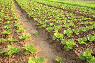 Yeşil marul yaprakları