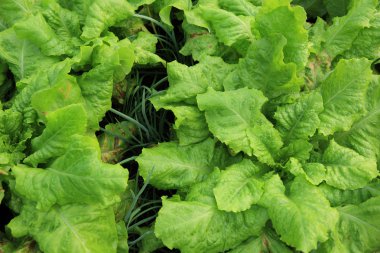 kuşkonmaz marul bitkileri